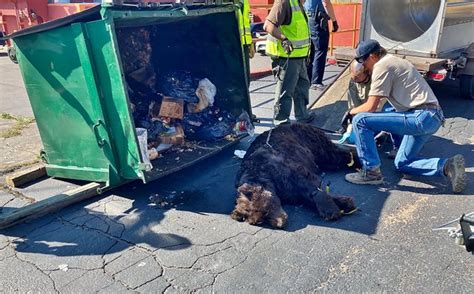 VIDEO: Colorado bear stuck in dumpster